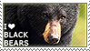 Black Bears Matteer